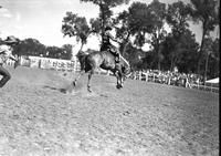 [Unidentified Cowboy riding bronc as judge chases after them]