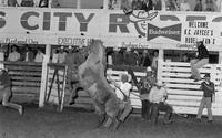 Wild horse race