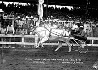 Jonnie Grimes and his Brahma Bull "New Deal"  Springfield Rodeo