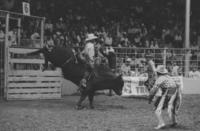 Rodeo clown Skipper Voss fighting Bull #132