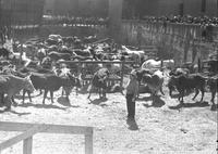 [Unidentified cowboy standing among cattle in pen]