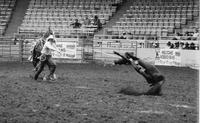 Darrell Lambert Calf roping