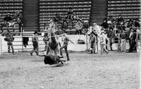 W.J. Hoare Calf roping