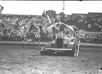 [Unidentified cowboy jumping horse over automobile]