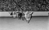 Longhorn Cattle