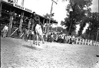 [Unidentified Cowboy riding bronc]