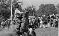 Jr. Lewis Calf roping