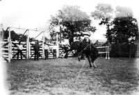 [Unidentified cowgirl riding bronc with Chutes #3 through #5 in background]