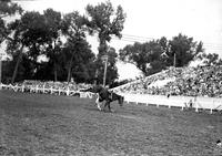 [Unidentified Cowboy leaving bronc]