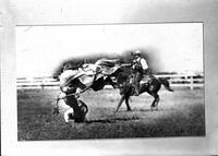 [Photograph of print of unidentified cowboy taking a fall off bronc]