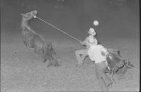 Wild Horse race