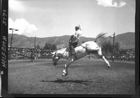 Pete Crump on a Saddle bronc