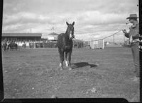 Dee Hinton Horse Front