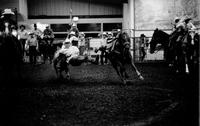 Lonnie Cantrell Steer wrestling