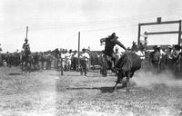 Billy Keene Leaving Wild Steer, Burwell Rodeo