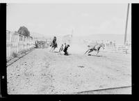 J.R. Akridge Steer Wrestling