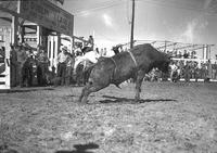 [Unidentified cowboy leaving bull]