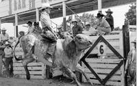 Denny Lawrence on Bull #80