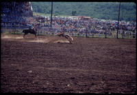 Glen Nutter Steer roping