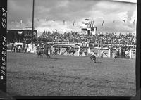 Vern Castro Calf Roping