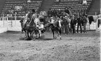 Guy Grimes Steer wrestling