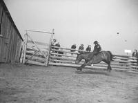 Phil Hathaway Bareback Riding Irvin Ross Ranch