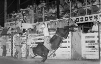 Cody Lambert on Bull #O27