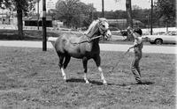 Dottie Taylor specialty act, Trick horse