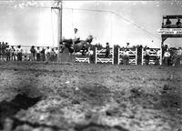 [Unidentified hatless Cowboy riding bareback]