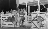 Joe Wimberry on Bull #T4