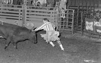 Unidentified Rodeo clowns Bull fighting