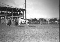 [Unidentified Rodeo Clown fighting bull with barrel]