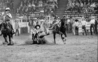 Steve Flinn Steer wrestling