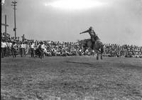 [Unidentified Cowboy on coiled and airborne bronc with other cowboys and spectators in background]