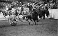 Sam Duvall Steer wrestling