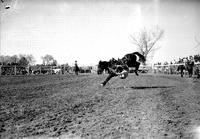 [Unidentified Cowboy off bucking saddle bronc]