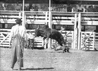 Wild Bramah Bull Riding, Mandan Rodeo