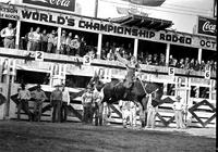 [Cowgirl riding Saddle Bronc with Chutes, spectators and announcers booth behind her]