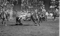 Steve Flinn Steer wrestling