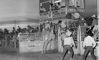 Unidentified bronc rider on unknown mount