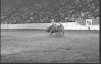 Unidentified Rodeo clown Bull fighting