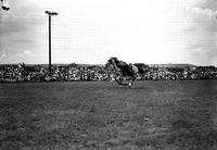 [Marjorie Roberts on side of galloping horse with her head on back of horses head]