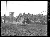 George Mills Steer Wrestling