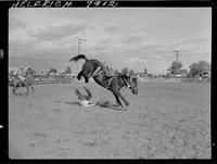 Laurel Ives off Crow Foot