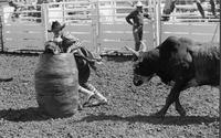 Rodeo clown Jeff Rutland Bull fighting