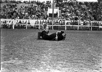 [Unidentified rodeo clown sitting on back legs of a mule lying on its back]