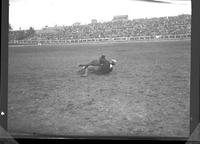 Barney Willis Steer Wrestling