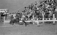 Tommy Smith Calf roping