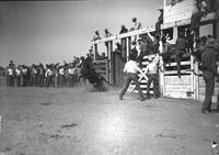 [Saddle bronc twisting & falling immediately out of chute #2 with unidentified rider still aboard]