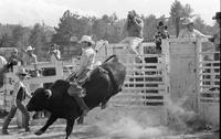 Darrell Hoss on Whirlaway